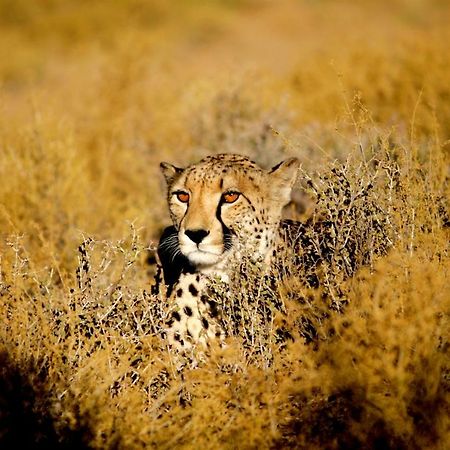 Inverdoorn Game Reserve Lodge Breede River Екстер'єр фото