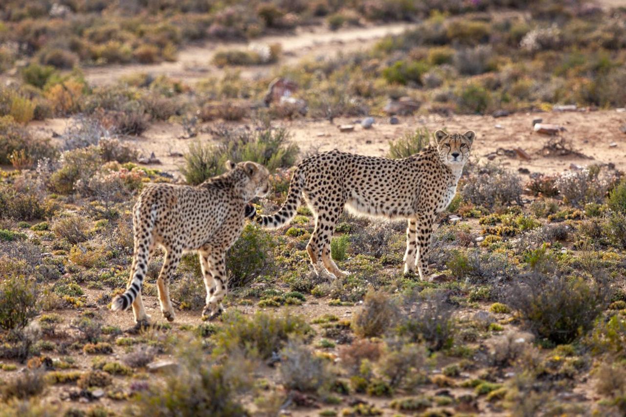 Inverdoorn Game Reserve Lodge Breede River Екстер'єр фото