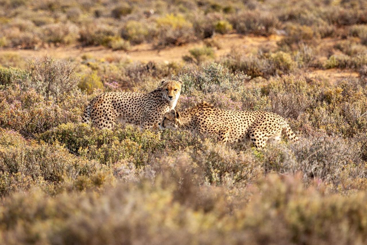 Inverdoorn Game Reserve Lodge Breede River Екстер'єр фото