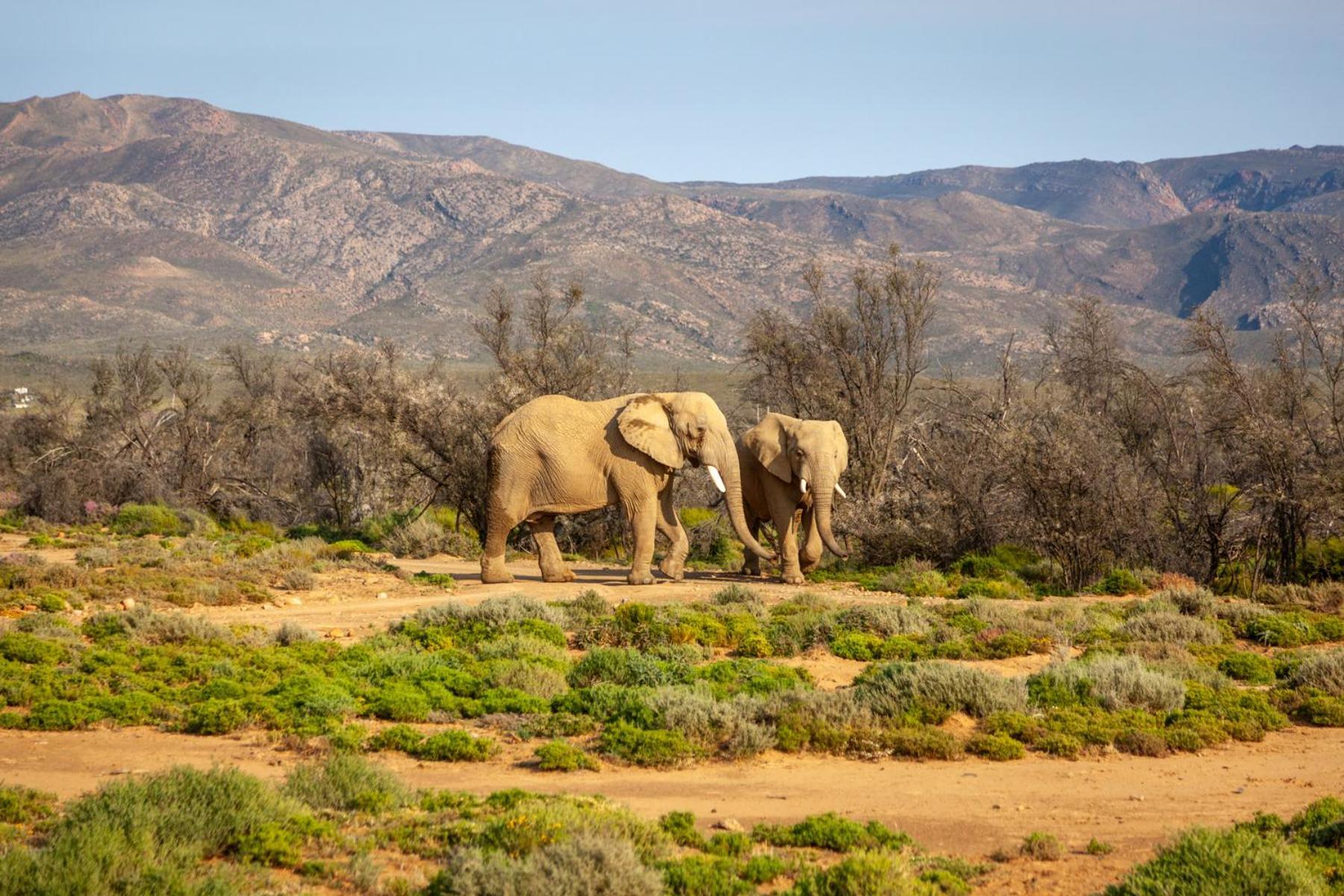 Inverdoorn Game Reserve Lodge Breede River Екстер'єр фото