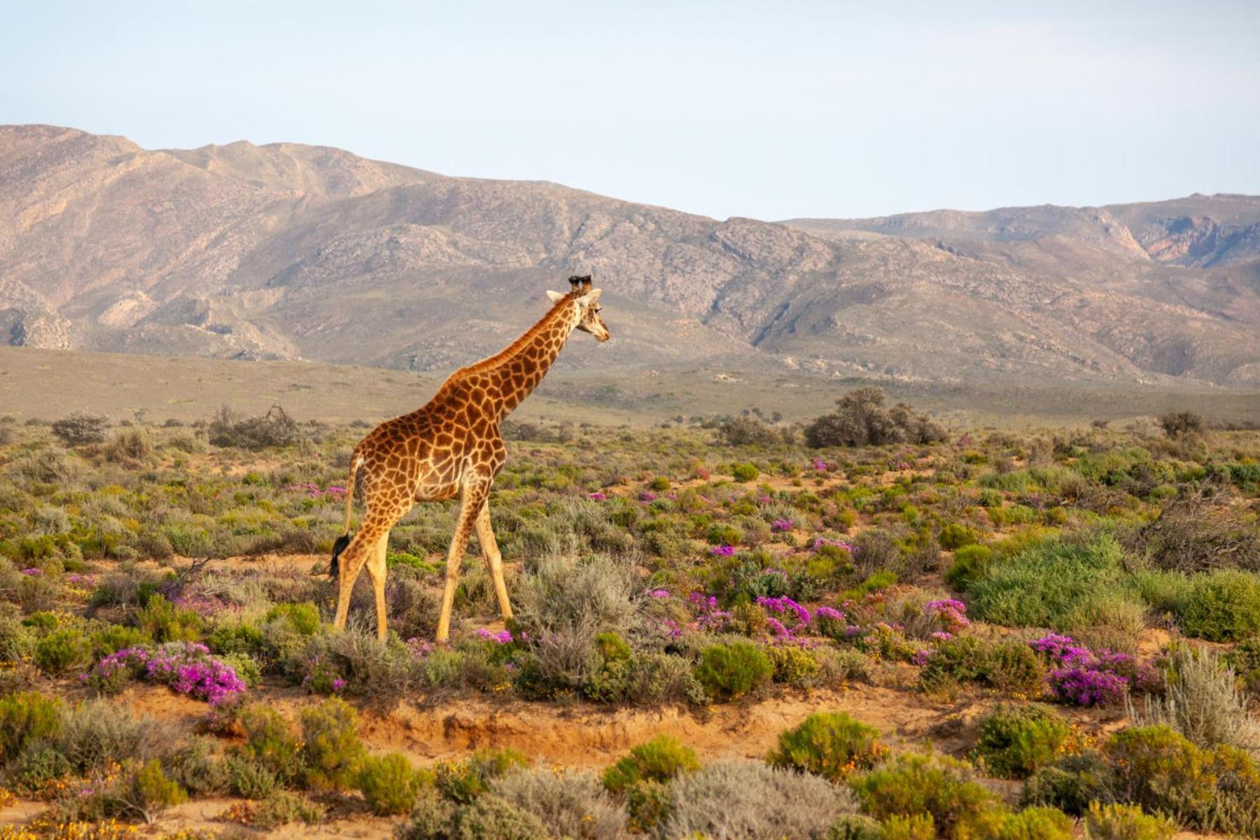 Inverdoorn Game Reserve Lodge Breede River Екстер'єр фото