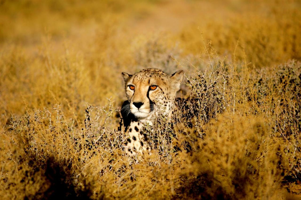 Inverdoorn Game Reserve Lodge Breede River Екстер'єр фото
